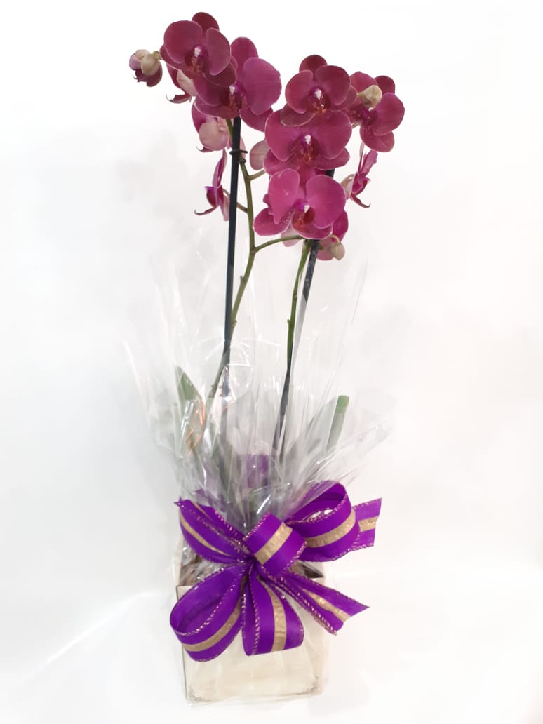 Orquídea Phalaenopsis Roxa – Flores Nobres