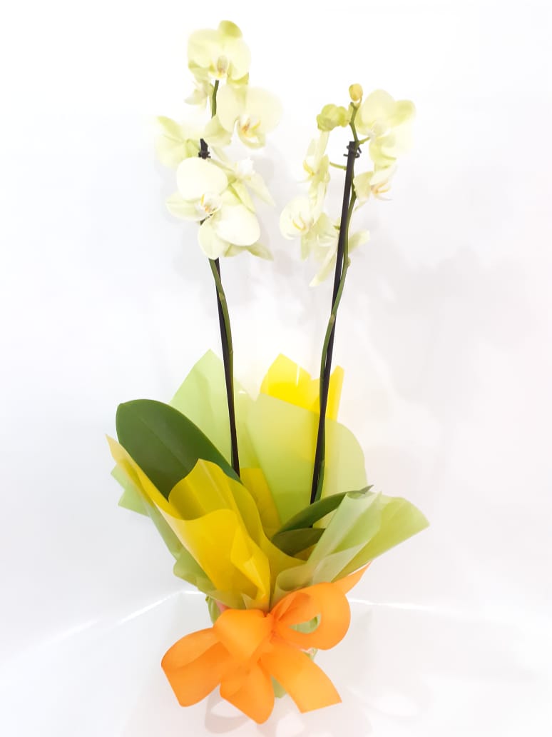Orquídea Phalaenopsis Verde – Flores Nobres