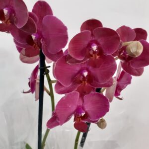 orquídea phalaenopsis roxa – Flores Nobres